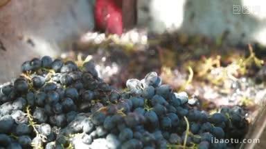 <strong>自制</strong>葡萄酒的生产从葡萄中榨出汁液
